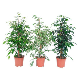 Фикус Бенджамина микс d13 см h25 см