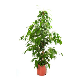 Фикус Бенджамина смесь d21 см h150 см