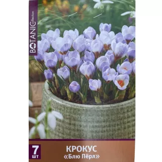 Крокус Блю Перл 7 шт