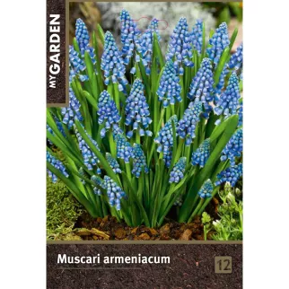 Мускари армянский 12 шт