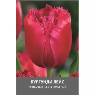 Тюльпан Бургунди Лейс 3 шт