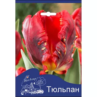 Тюльпан попугайный Рококо 3 шт