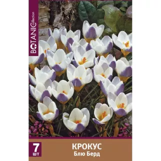 Крокус Блю Бед 7 шт