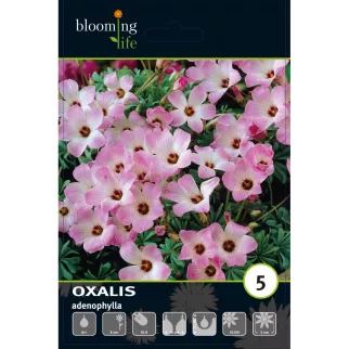 Оксалис железистолистный 5 шт