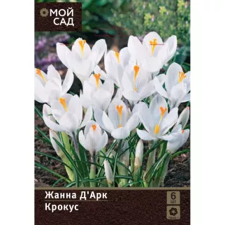Крокус Жанна Д'Арк 6 шт
