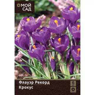 Крокус Флауэр Рекорд 6 шт