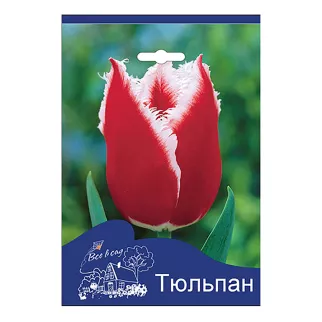 Тюльпан бахромчатый Канаста Все в сад