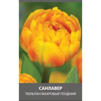 Тюльпан махровый поздний Санлавер 3 шт
