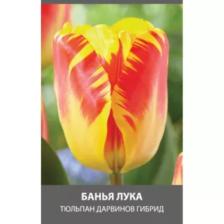 Тюльпан Дарвинов гибрид Банья Лука 3 шт
