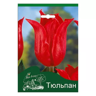 Тюльпан лилиецветный Притти Вумен