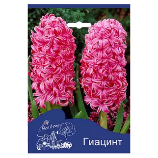 Гиацинт садовый Пинк Перл (Все в сад)