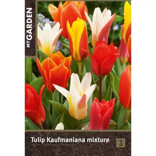 Тюльпан гибрид Кауфмана микс 3 шт