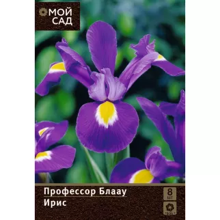 Ирис голландский Профессор Блау