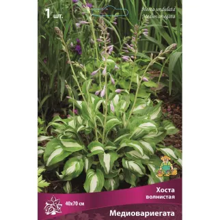 Хоста волнистая Медиовариегата 1 шт