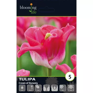 Тюльпан триумф Краун Оф Династи 5 шт