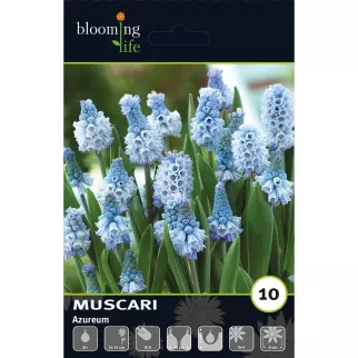 Мускари лазурный Альбум 8 шт