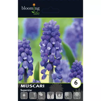 Мускари Суперстар 6 шт
