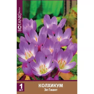 Колхикум Зе Гиант 1 шт