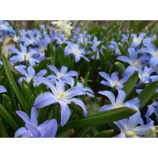 Хионодокса Форбса 10 шт My Garden