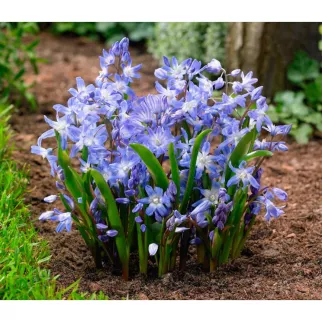 Хионодокса Форбса 10 шт My Garden