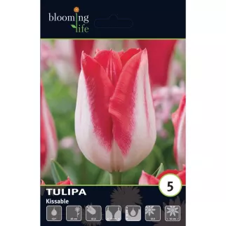 Тюльпан триумф Киссабл 5 шт