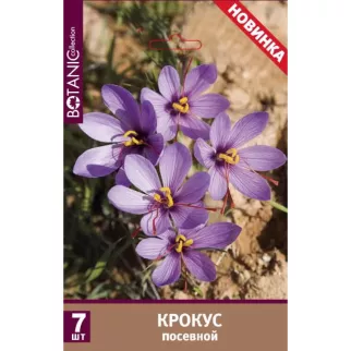 Крокус посевной 7 шт