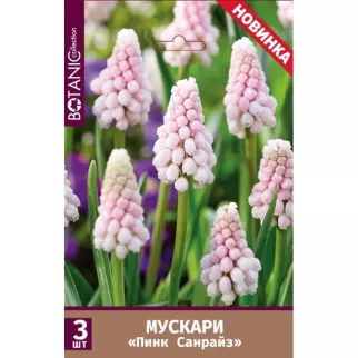 Мускари Пинк Санрайз 3 шт