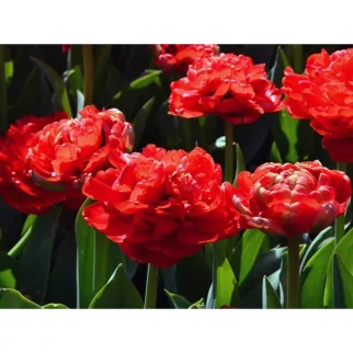 Тюльпан махровый поздний Миранда 3 шт My Garden