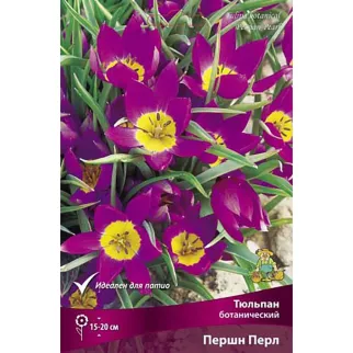 Тюльпан ботанический Першн Перл 10 шт