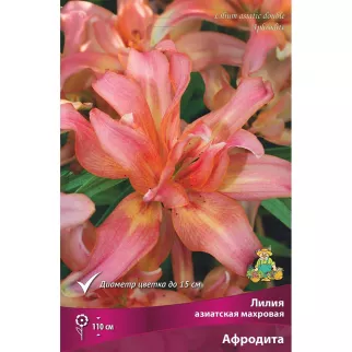 Лилия азиатская махровая Афродита 3 шт