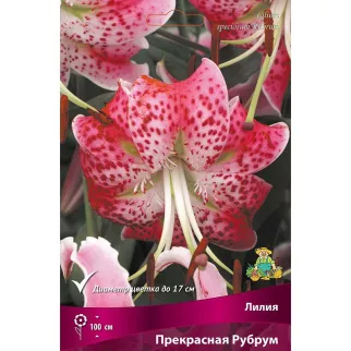 Лилия видовая Прекрасная Рубрум 3 шт