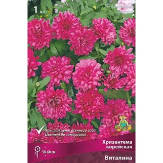 Хризантема корейская Виталина 1 шт
