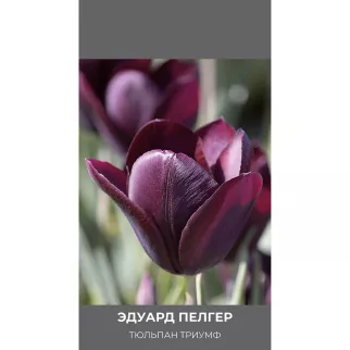 Тюльпан триумф Эдуард Пелгер 3 шт