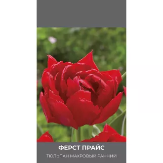 Тюльпан махровый ранний Ферст Прайс 3 шт