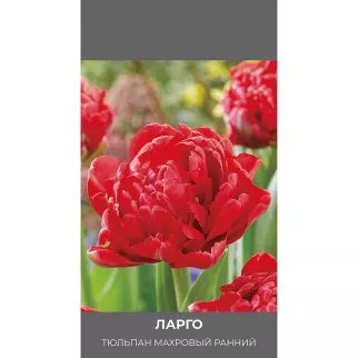 Тюльпан махровый ранний Ларго 3 шт