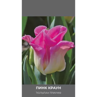 Тюльпан триумф Пинк Краун 3 шт