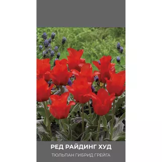 Тюльпан гибрид Грейга Ред Райдинг Худ 3 шт