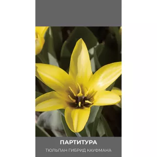 Тюльпан гибрид Кауфмана Партитура 3 шт