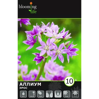 Аллиум Эрос 10 шт