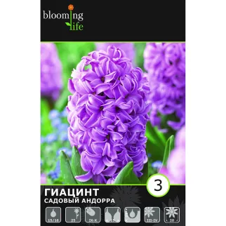 Гиацинт садовый Андорра 3 шт