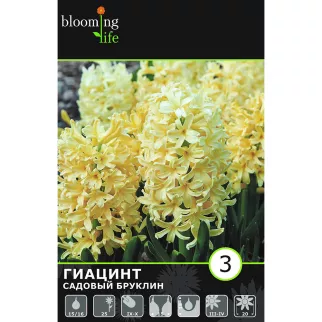 Гиацинт садовый Бруклин 3 шт