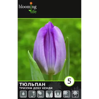 Тюльпан триумф Дебу Кенди 5 шт