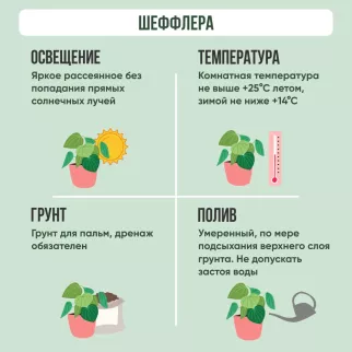 Шеффлера d12/13 см