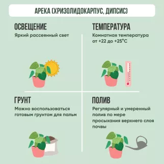 Хризалидокарпус d20 см h90-120 см