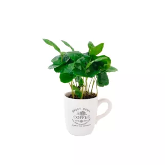 Кофе Арабика в кружке d6/8 см