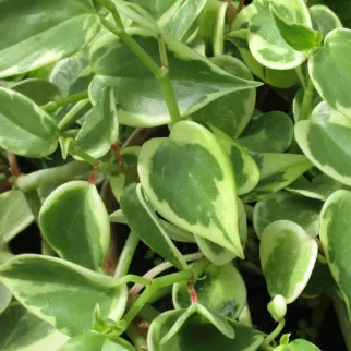 Пеперомия лазящая d16 см h25 см