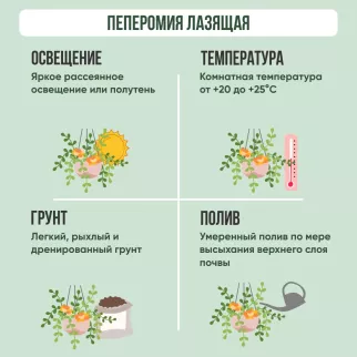 Пеперомия лазящая d16 см h25 см