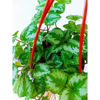 Плектрантус d16 см