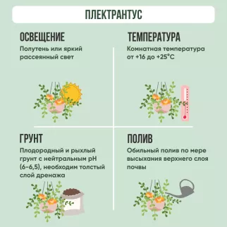 Плектрантус d16 см
