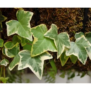 Плющ микс d16 см